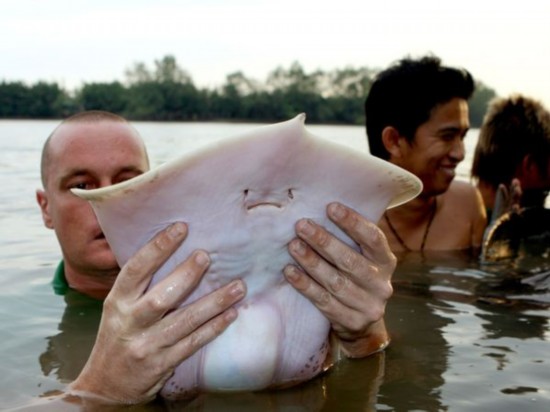 全球吓死人的巨型鱼类盘点