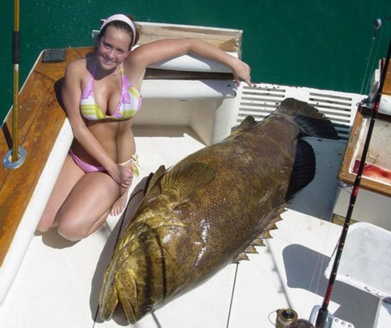 全球吓死人的巨型鱼类盘点