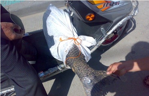 全球吓死人的巨型鱼类盘点