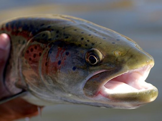 全球吓死人的巨型鱼类盘点