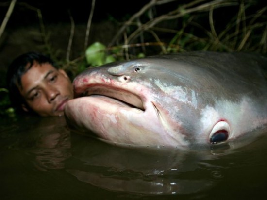 全球吓死人的巨型鱼类盘点