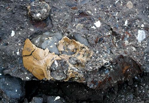 人类最早祖先?600万年前古猿头骨化石被发现