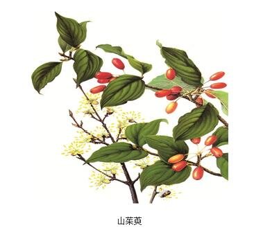 古代重阳节喝什么酒？古人重阳节喝菊花酒