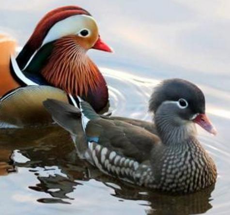 古时候的鸳鸯不是代表夫妻 是什么时候开始被视为爱情的