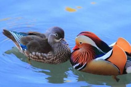 古时候的鸳鸯不是代表夫妻 是什么时候开始被视为爱情的