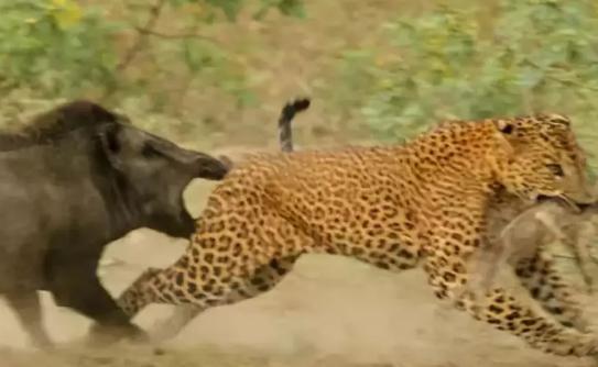 史前的猪有多厉害