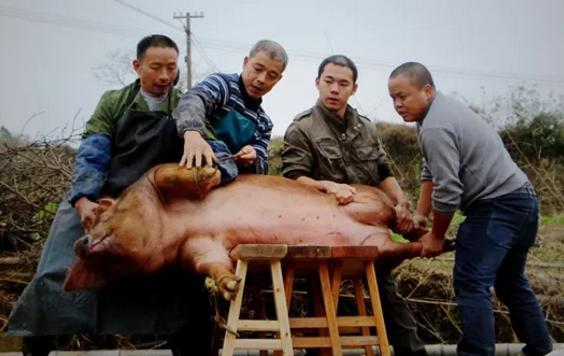 史前的猪有多厉害