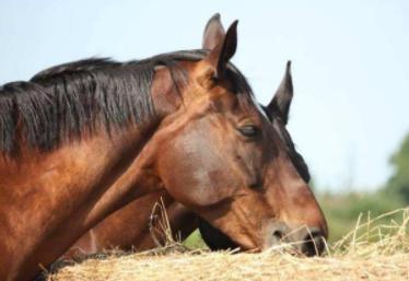 大清王朝为何会灭
