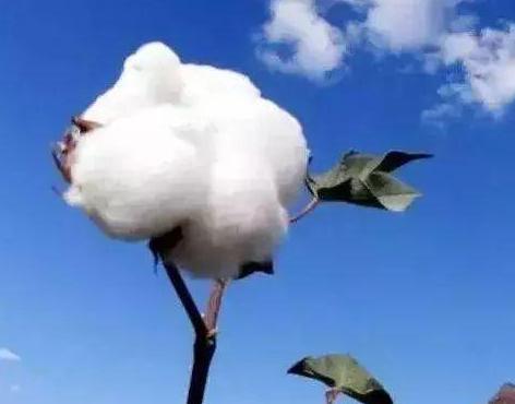 棉花是从什么时候开始有的