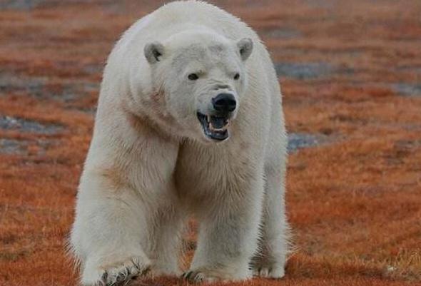 俄罗斯最鸡肋的领土,最后一位岛民被北极熊咬死,美强烈要求收回