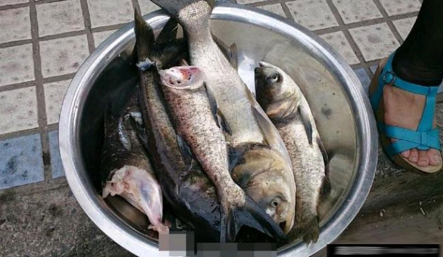 浙江百年水库泄洪冲出大鱼