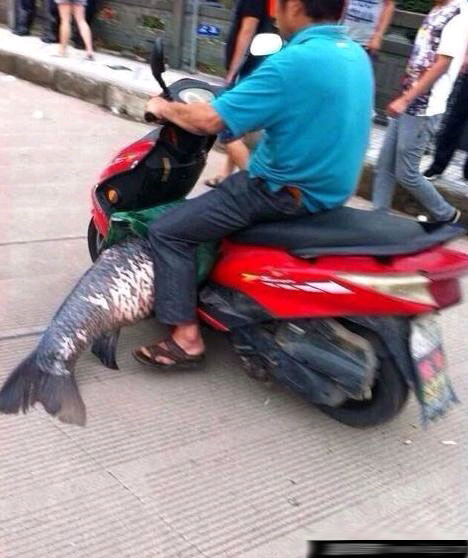 浙江百年水库泄洪冲出大鱼