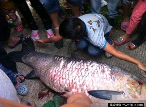 浙江百年水库泄洪冲出大鱼