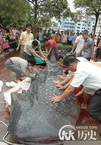 江西抓巨型食人鱼震惊全国