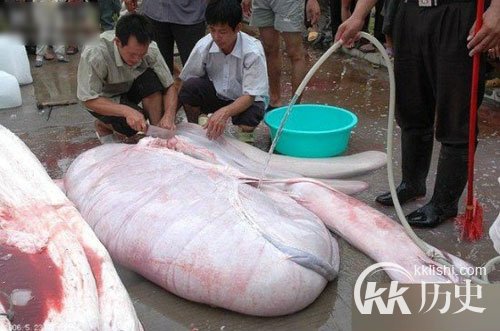 江西抓巨型食人鱼震惊全国
