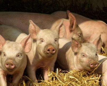 古人养殖六畜为何偏爱猪肉呢 原因无非有五点