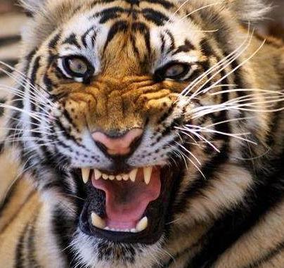 清朝时期要想自称奴才有多难 不是满洲人都不能叫