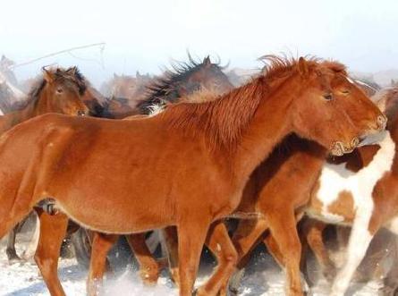 蒙古骑兵远征时期会拆分为数个纵队 一个纵队大约有多少人呢