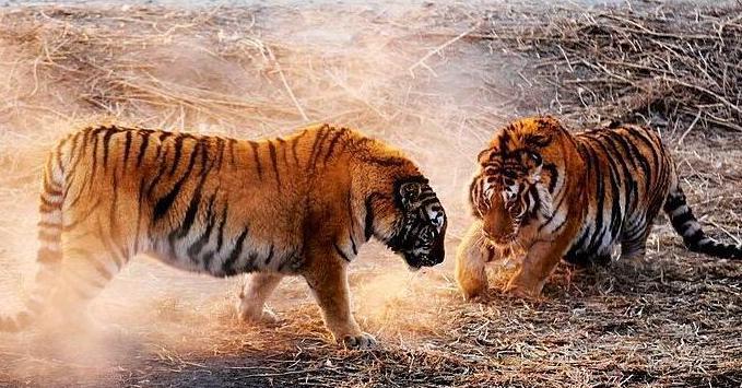 成语“一举两得”,指的是哪“两得”?一般人都弄错了?