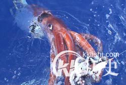 英国惊现怪兽死尸 揭秘那些令人毛骨悚然的怪兽