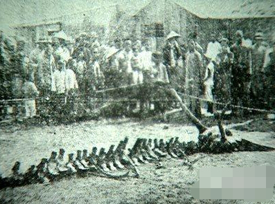 昆仑山脉古洞惊现传说中真龙