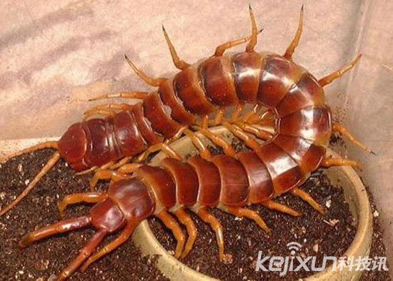 超过半米长的恐怖巨型蜈蚣