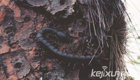 超过半米长的恐怖巨型蜈蚣