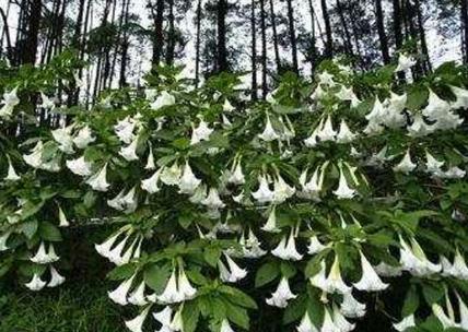 古代蒙汗药这么的厉害 到底有没有解药呢