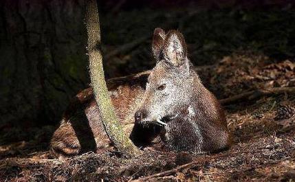 古代真的闻麝香就会流产吗 果然电视演的都是骗人的
