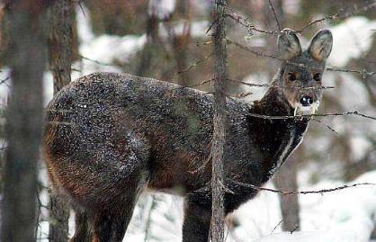 古代真的闻麝香就会流产吗 果然电视演的都是骗人的