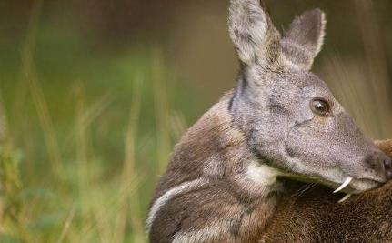 古代真的闻麝香就会流产吗 果然电视演的都是骗人的