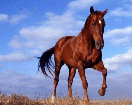 汉朝到底有多强呢 能强到什么样的程度