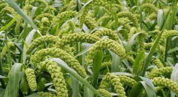 古代士兵行军打仗吃的军粮是什么