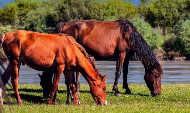 中国古代真的有千里马吗