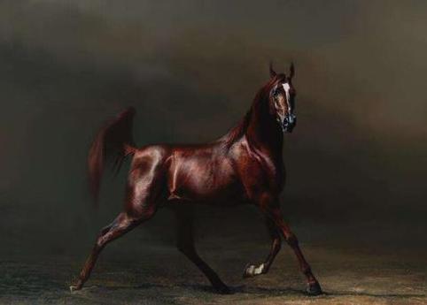 中国古代真的有千里马吗