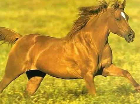 中国古代真的有千里马吗