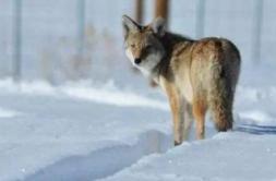 曹操生前对司马懿什么态度