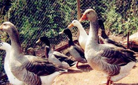 朱棣的军师到底有多厉害 竟然用鸭子的声音掩饰打造兵器的声音