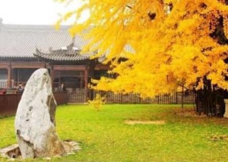 这是李世民曾经种下树的寺庙 想要看的话需要预约才行