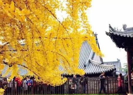 这是李世民曾经种下树的寺庙 想要看的话需要预约才行