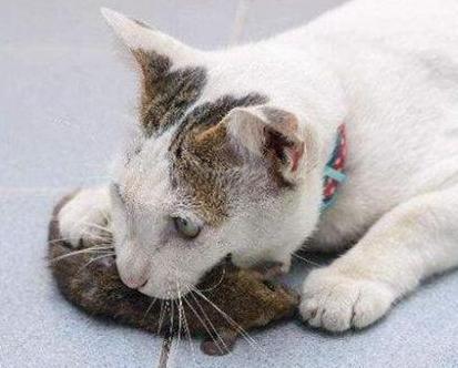 古人不吃猫肉是真的因为迷信吗 只因有着太多的不卫生也难以下口