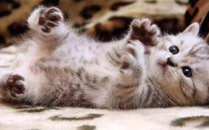 古人不吃猫肉是真的因为迷信吗 只因有着太多的不卫生也难以下口