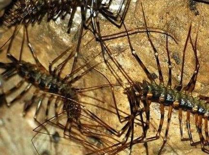 长白山上面有一座天墓是真的吗 小说里面东夏国确实存在吗