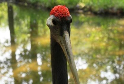 古代鹤顶红到底是什么 这个毒药和丹顶鹤有没有关系呢