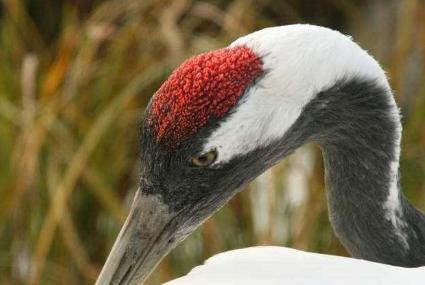 古代鹤顶红到底是什么 这个毒药和丹顶鹤有没有关系呢