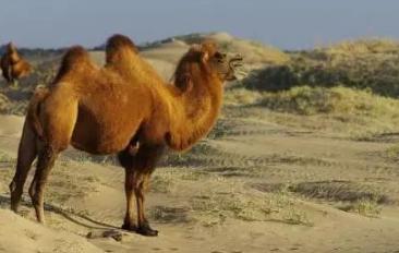 新疆牧民帮英国探险家捕野骆驼,老外却把他不当人,最后吃尽苦头