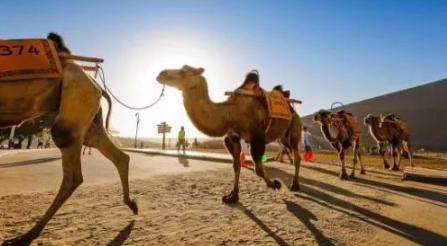 新疆牧民帮英国探险家捕野骆驼,老外却把他不当人,最后吃尽苦头