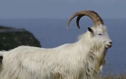 西域小国献给明朝一只狮子，大臣却天天盼着它死，原因竟然是因为太会吃了！