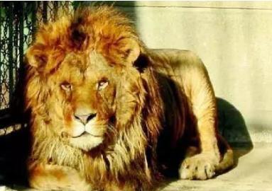 西域小国献给明朝一只狮子，大臣却天天盼着它死，原因竟然是因为太会吃了！