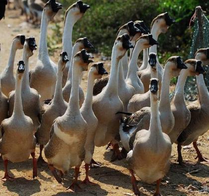 朱元璋建立明朝之后都吃什么 朱棣和他一样吗